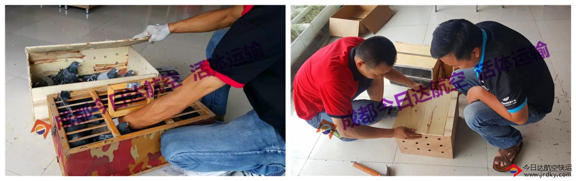 鴿子,航空托運(yùn)