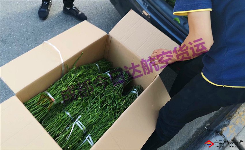 成都樹苗航空托運