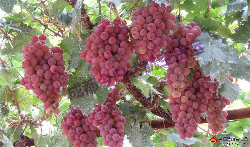 成都葡萄航空托運(yùn),機(jī)場(chǎng)快遞