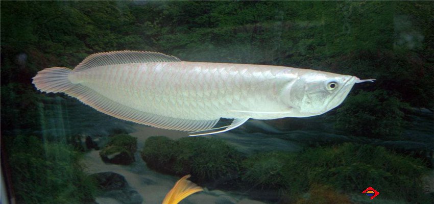 成都觀賞魚航空托運(yùn)